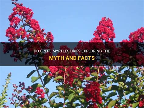 The Magic of Miniature Crepe Myrtles: Perfect for Small Gardens and Containers